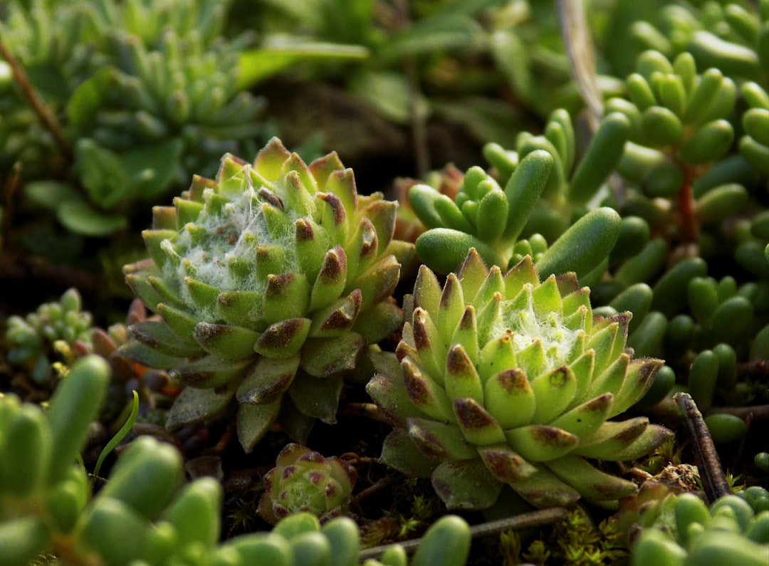 danielaplants-com_afd